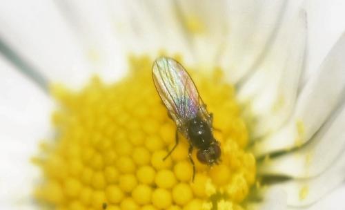 Phytomyza sp.